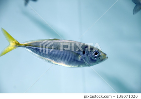 Horse mackerel	 138071020
