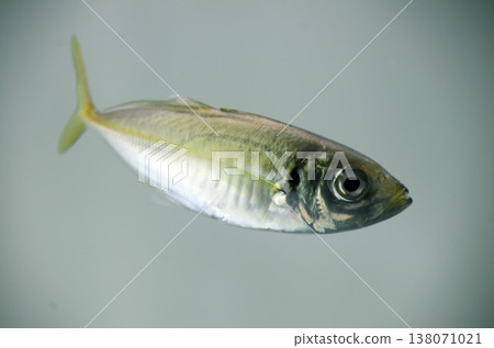 竹莢魚 138071021