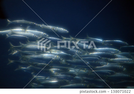 沙丁魚 沙丁魚 138071022