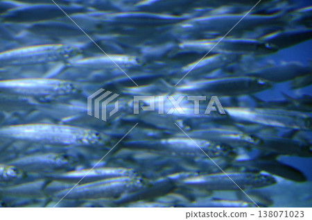 sardine sardine 138071023