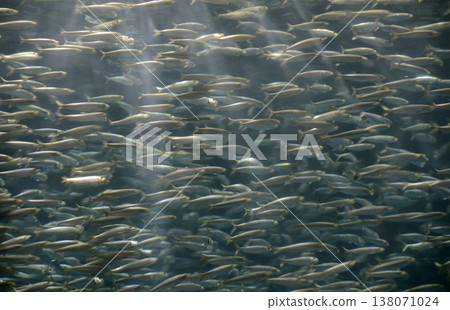 sardine sardine 138071024