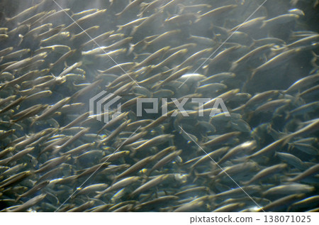 sardine sardine 138071025