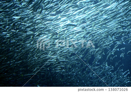sardine sardine 138071026