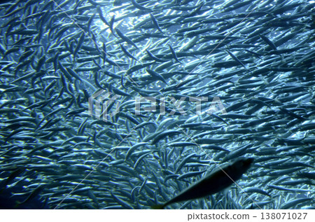 沙丁魚 138071027