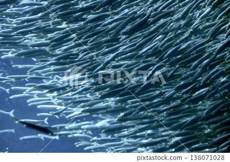 sardine 138071028