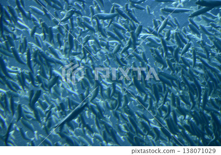 sardine sardine 138071029