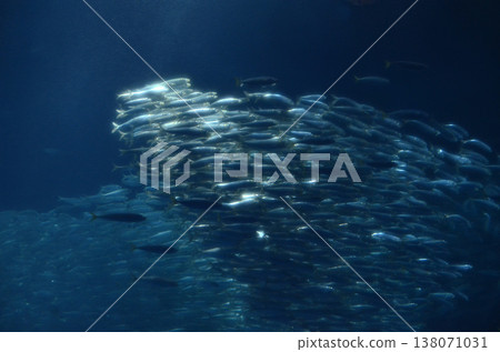 沙丁魚 138071031