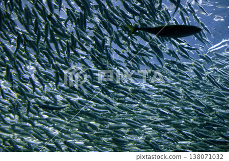 sardine sardine 138071032