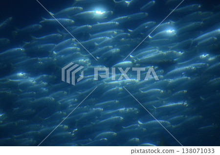 sardine 138071033