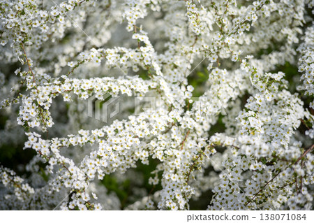 Spiraea flowers small flowers white flowers spring flowers Spiraea flowers small flowers white flowers spring flowers 138071084