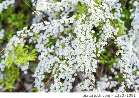 Spiraea flowers small flowers white flowers spring flowers Spiraea flowers small flowers white flowers spring flowers 138071091