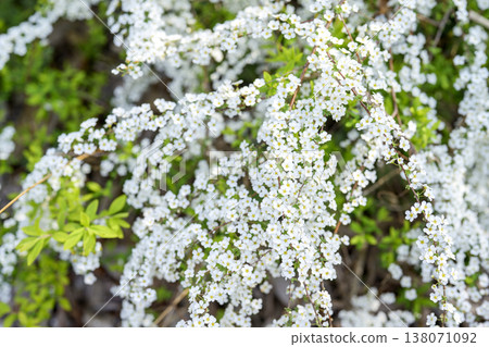 Spiraea flowers small flowers white flowers spring flowers Spiraea flowers small flowers white flowers spring flowers 138071092