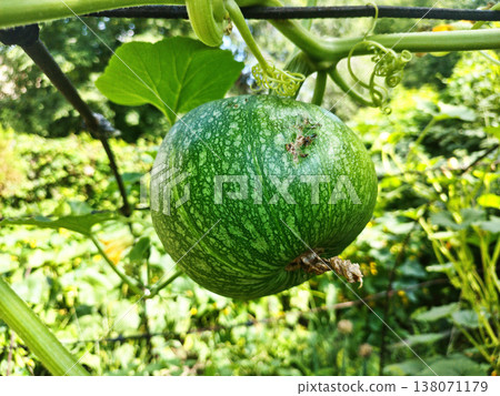 Squash Cucurbita Pepo pumpkin in garden. Growing Squash Cucurbita pepo pumpkin on a vegetable garden. Squash Cucurbita Pepo pumpkin in garden. Growing Squash Cucurbita pepo pumpkin on a vegetable garden. 138071179