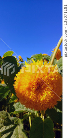 Decorative Terry sunflower flower Teddy Bear in a garden during summer close-up. Beautiful organic sunflower in a garden. Organic oil Flower. For background, wallpaper, design ideas. Helianthus annuus Decorative Terry sunflower flower Teddy Bear in a garden during summer close-up. Beautiful organic sunflower in a garden. Organic oil Flower. For background, wallpaper, design ideas. Helianthus annuus 138071181