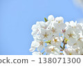 藍天和櫻花 138071300