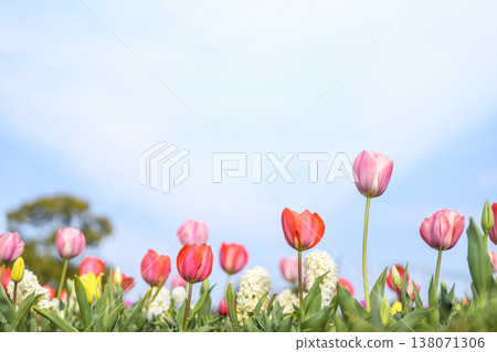 Tulip field, pink and red flowers, spring, March, sunny, material Tulip field, pink and red flowers, spring, March, sunny, material 138071306