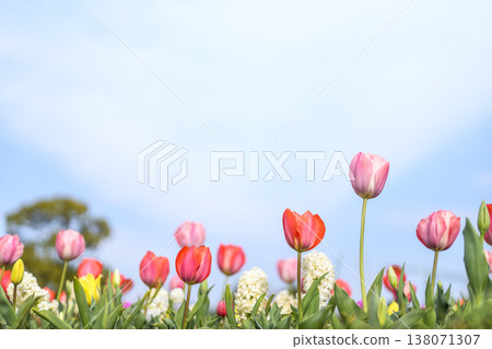 Tulip field, pink and red flowers, spring, March, sunny, material Tulip field, pink and red flowers, spring, March, sunny, material 138071307