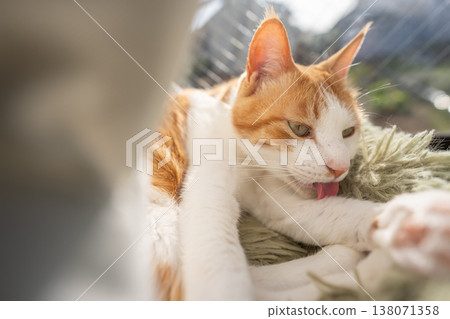 Grooming cat, brown tabby and white Grooming cat, brown tabby and white 138071358