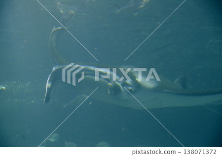 Manta Manta 138071372