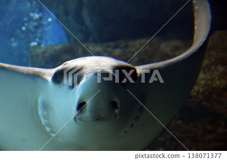 雷的臉 雷的臉 138071377