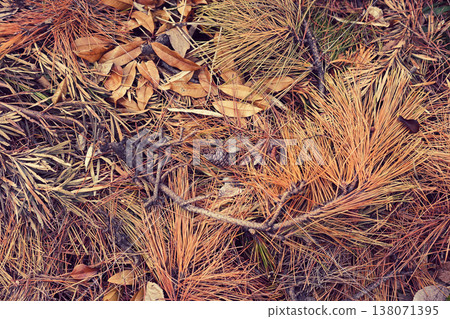 Pine needles and fallen leaves that have accumulated on the ground. Pine needles and fallen leaves that have accumulated on the ground. 138071395