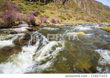 Flowering Moralnik shrub on mountain riverbank in Chuysky Trakt Altai Russia. Siberian plant thriving near freshwater stream in wild landscape. Flowering Moralnik shrub on mountain riverbank in Chuysky Trakt Altai Russia. Siberian plant thriving near freshwater stream in wild landscape. 138071433