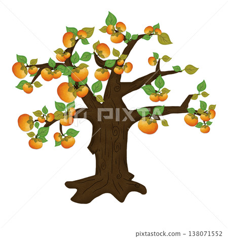 Persimmon trees laden with fruit Persimmon trees laden with fruit 138071552