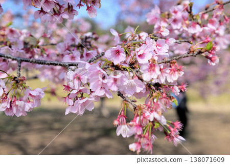 北淺羽櫻花堤岸公園:早春盛開的安橋冬櫻特寫 北淺羽櫻花堤岸公園:早春盛開的安橋冬櫻特寫 138071609