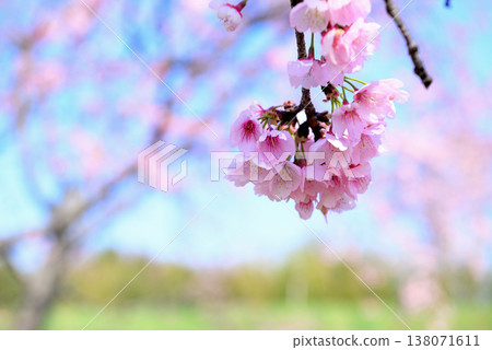 北淺羽櫻花堤岸公園:早春盛開的安橋冬櫻特寫 北淺羽櫻花堤岸公園:早春盛開的安橋冬櫻特寫 138071611
