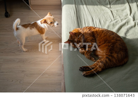 Jack Russell terrier puppy standing on floor looking at ginger cat sleeping on green bed. Jack Russell terrier puppy standing on floor looking at ginger cat sleeping on green bed. 138071643