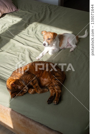 Puppy and cat resting on bed. Domestic animal friendship and comfort. 138071644