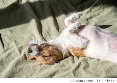 Small Jack Russell terrier dog sleeping on its back in the sun on green bedspread. Small Jack Russell terrier dog sleeping on its back in the sun on green bedspread. 138071647