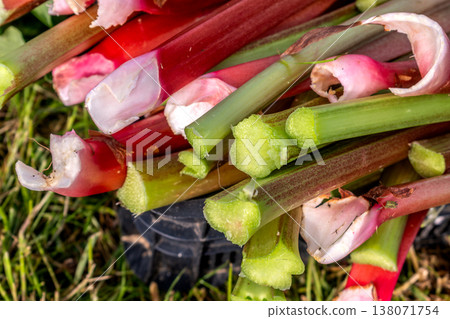Rhubarb in a garden for making pies and compote, rheum rhabarbarum 138071754