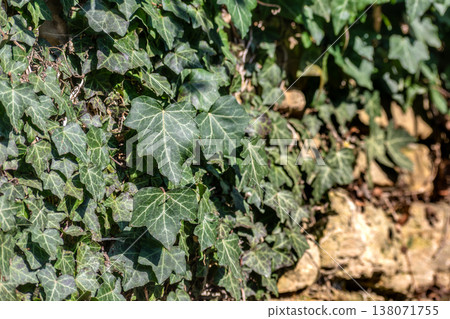 Poet ivy or climbing ivy with ripe berries that are toxic to humans but a treat for many birds, hedera helix 138071755