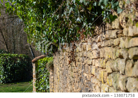 Poet ivy or climbing ivy with ripe berries that are toxic to humans but a treat for many birds, hedera helix Poet ivy or climbing ivy with ripe berries that are toxic to humans but a treat for many birds, hedera helix 138071758