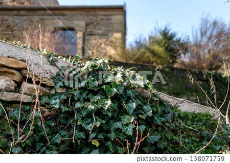 Poet ivy or climbing ivy with ripe berries that are toxic to humans but a treat for many birds, hedera helix 138071759