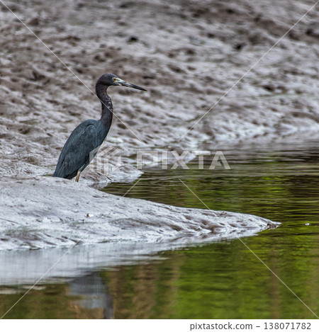 Little Blue Heron - Egretta caerulea at the Preguicas River in Tutoia, Maranhao, Brazil. Little Blue Heron - Egretta caerulea at the Preguicas River in Tutoia, Maranhao, Brazil. 138071782