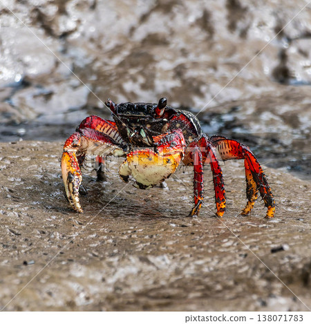 Mangrove crabs or Fiddler crabs at the Preguicas River in Tutoia, Maranhao, Brazil. Mangrove crabs or Fiddler crabs at the Preguicas River in Tutoia, Maranhao, Brazil. 138071783