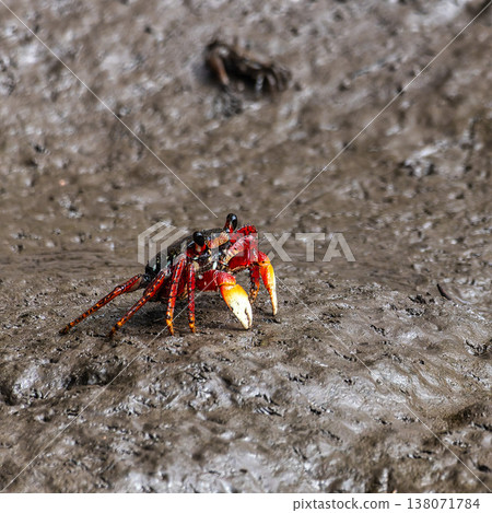 Mangrove crabs or Fiddler crabs at the Preguicas River in Tutoia, Maranhao, Brazil. Mangrove crabs or Fiddler crabs at the Preguicas River in Tutoia, Maranhao, Brazil. 138071784