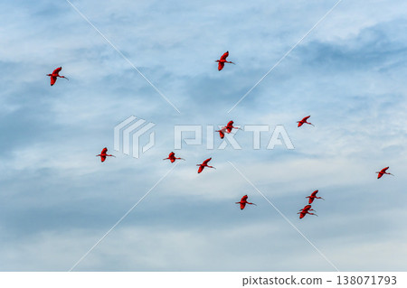 Scarlet ibis flying back home to their sleeping place, Revoada dos guaras on the Delta of the Parnaiba River in Brazil Scarlet ibis flying back home to their sleeping place, Revoada dos guaras on the Delta of the Parnaiba River in Brazil 138071793