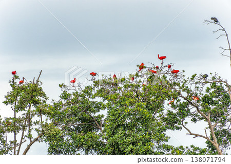 Scarlet ibis flying back home to their sleeping place, Revoada dos guaras on the Delta of the Parnaiba River in Brazil Scarlet ibis flying back home to their sleeping place, Revoada dos guaras on the Delta of the Parnaiba River in Brazil 138071794