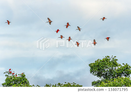 Scarlet ibis flying back home to their sleeping place, Revoada dos guaras on the Delta of the Parnaiba River in Brazil Scarlet ibis flying back home to their sleeping place, Revoada dos guaras on the Delta of the Parnaiba River in Brazil 138071795