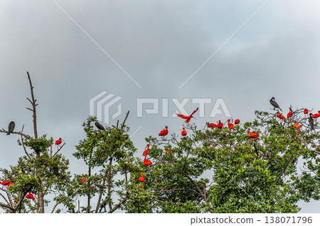 Scarlet ibis flying back home to their sleeping place, Revoada dos guaras on the Delta of the Parnaiba River in Brazil Scarlet ibis flying back home to their sleeping place, Revoada dos guaras on the Delta of the Parnaiba River in Brazil 138071796