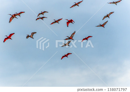 Scarlet ibis flying back home to their sleeping place, Revoada dos guaras on the Delta of the Parnaiba River in Brazil 138071797
