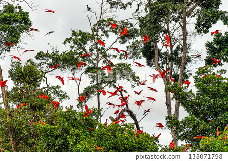 Scarlet ibis flying back home to their sleeping place, Revoada dos guaras on the Delta of the Parnaiba River in Brazil 138071798