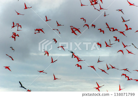 Scarlet ibis flying back home to their sleeping place, Revoada dos guaras on the Delta of the Parnaiba River in Brazil 138071799