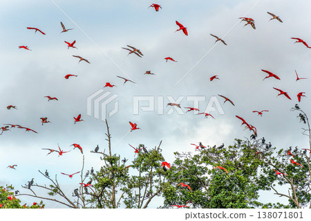 Scarlet ibis flying back home to their sleeping place, Revoada dos guaras on the Delta of the Parnaiba River in Brazil 138071801