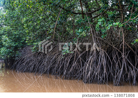 Boat trip on the Igarape do Urubu River, Delta das Americas to Ilha das Canarias, Brazil. South America 138071808