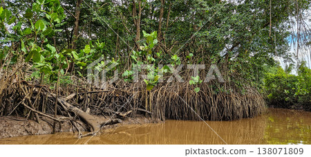 Boat trip on the Igarape do Urubu River, Delta das Americas to Ilha das Canarias, Brazil. South America 138071809