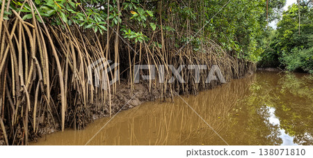 Boat trip on the Igarape do Urubu River, Delta das Americas to Ilha das Canarias, Brazil. South America Boat trip on the Igarape do Urubu River, Delta das Americas to Ilha das Canarias, Brazil. South America 138071810